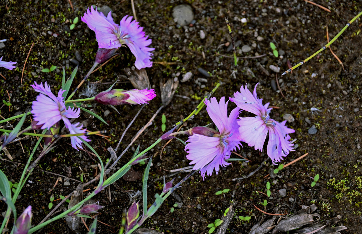 Image of Dianthus repens specimen.