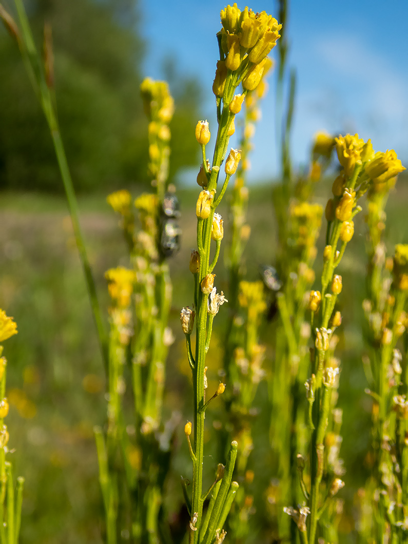 Изображение особи Barbarea stricta.