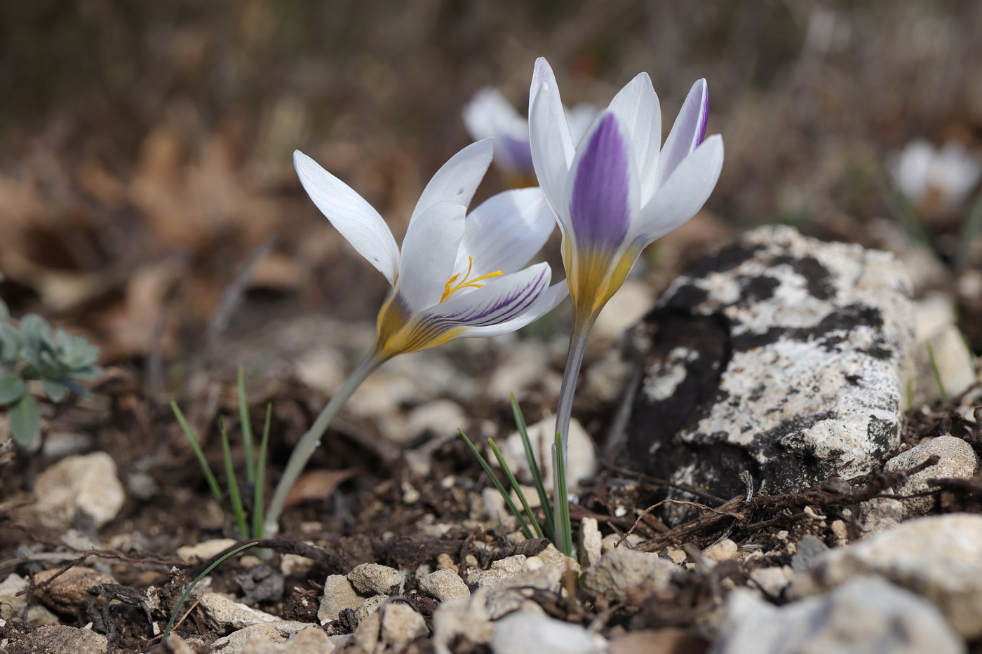 Изображение особи Crocus tauricus.