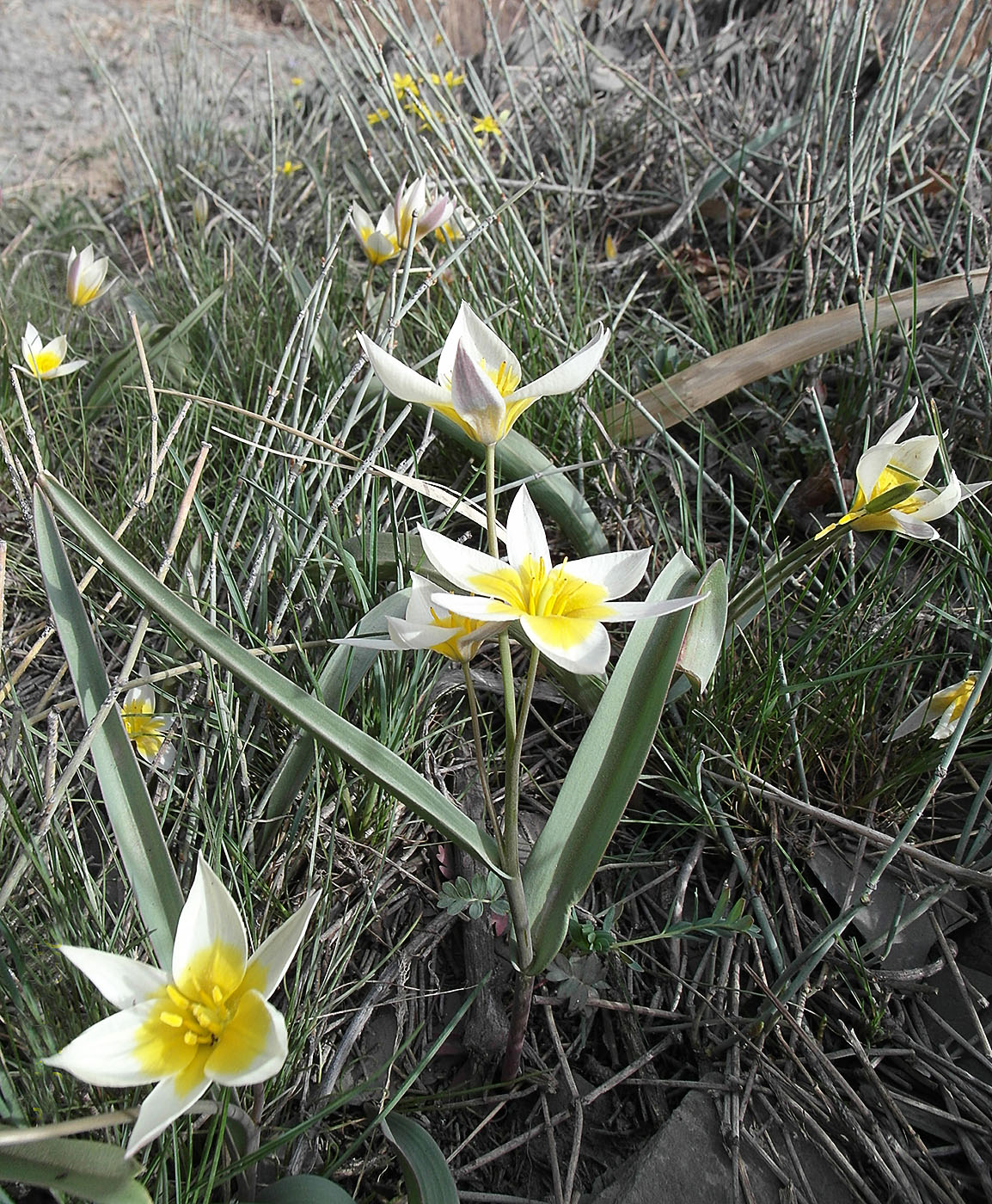 Image of Tulipa orthopoda specimen.