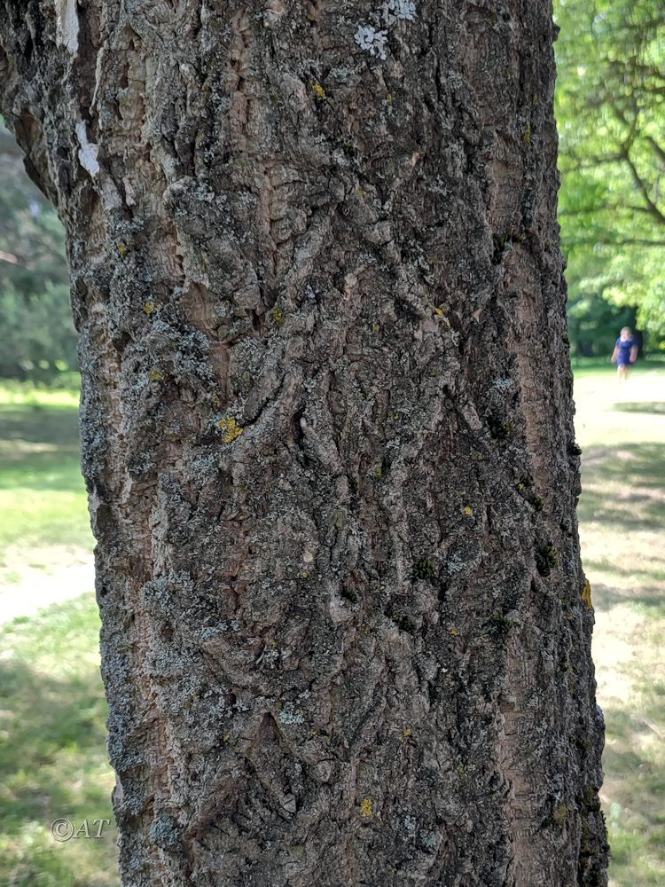 Image of Phellodendron amurense specimen.