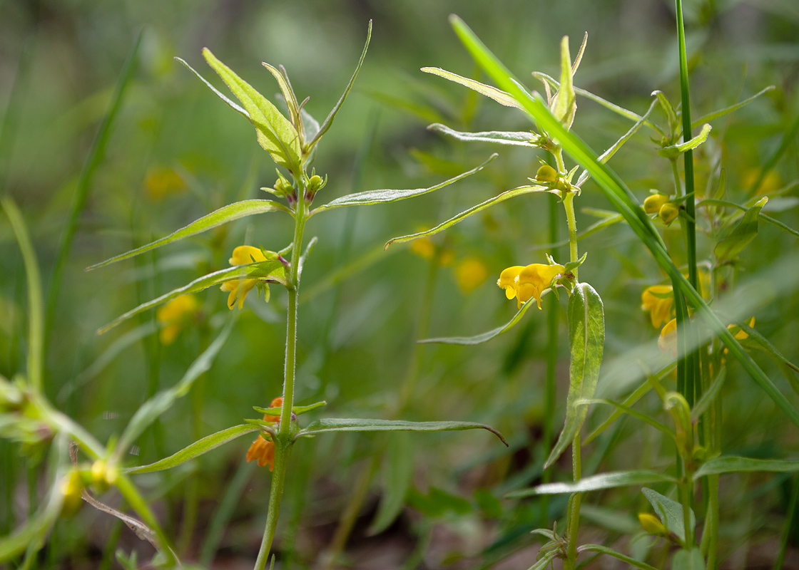 Image of Melampyrum sylvaticum specimen.