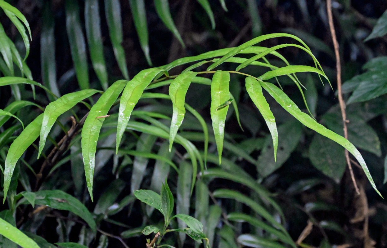 Image of Plagiogyria euphlebia specimen.