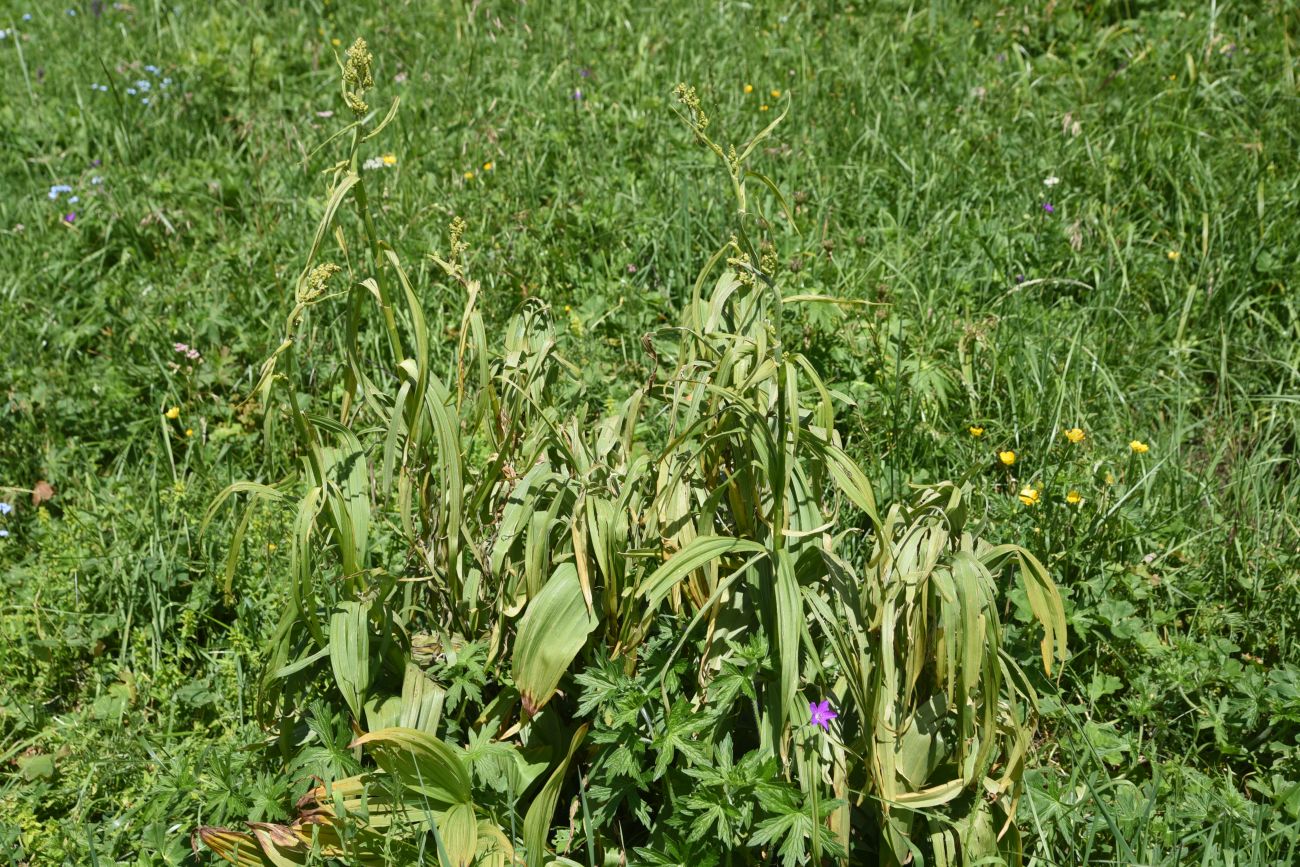 Изображение особи Veratrum lobelianum.