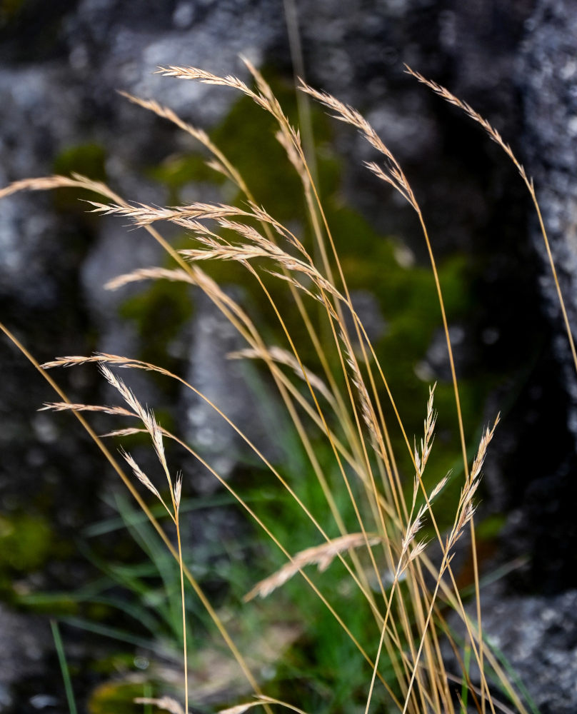 Изображение особи семейство Poaceae.