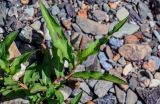 Persicaria maculosa. Верхушка побега с распускающимся соцветием. Оренбургская обл., Гайский гор. округ, Губерлинские горы, долина р. Губерля, каменистый пляж. 03.07.2023.