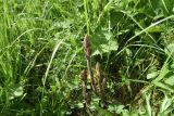 genus Orobanche