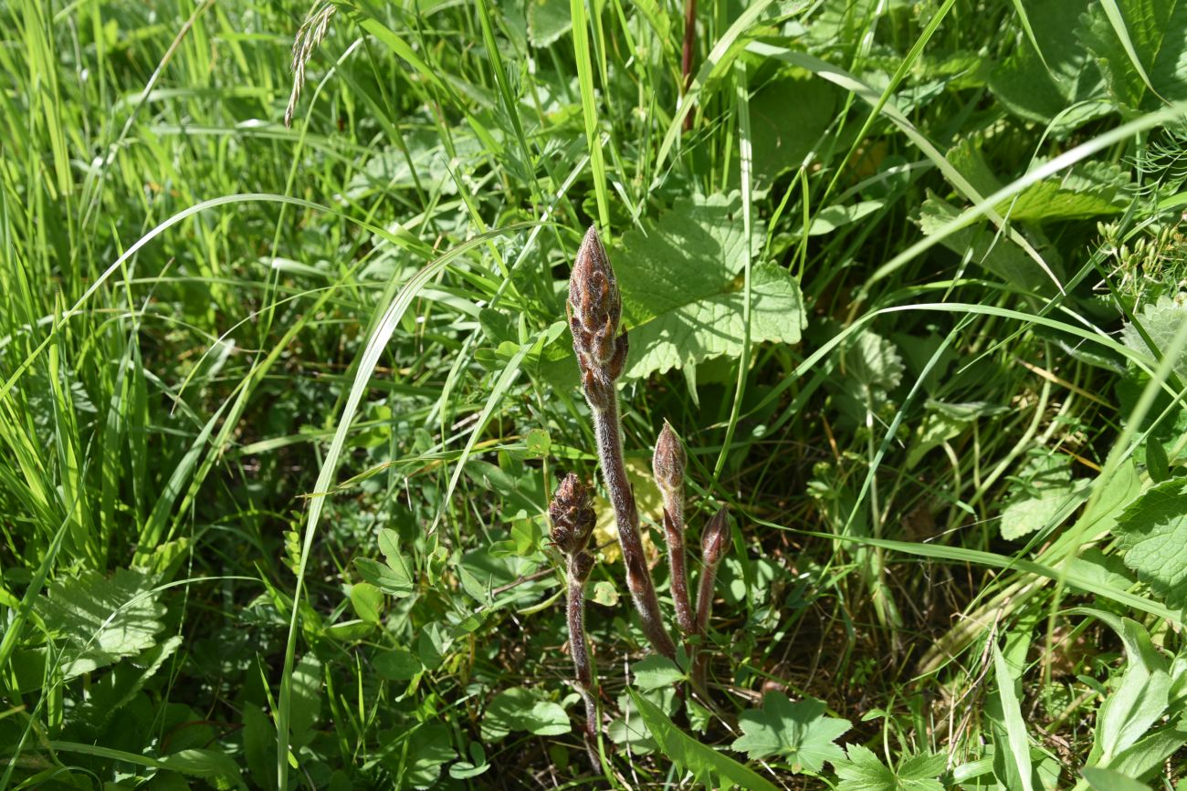 Image of genus Orobanche specimen.