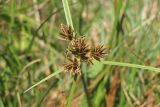 Cyperus glaber. Верхушка побега с соплодиями. Крым, Севастополь, ручей в верховьях Сарандинакиной балки. 19 сентября 2013 г.