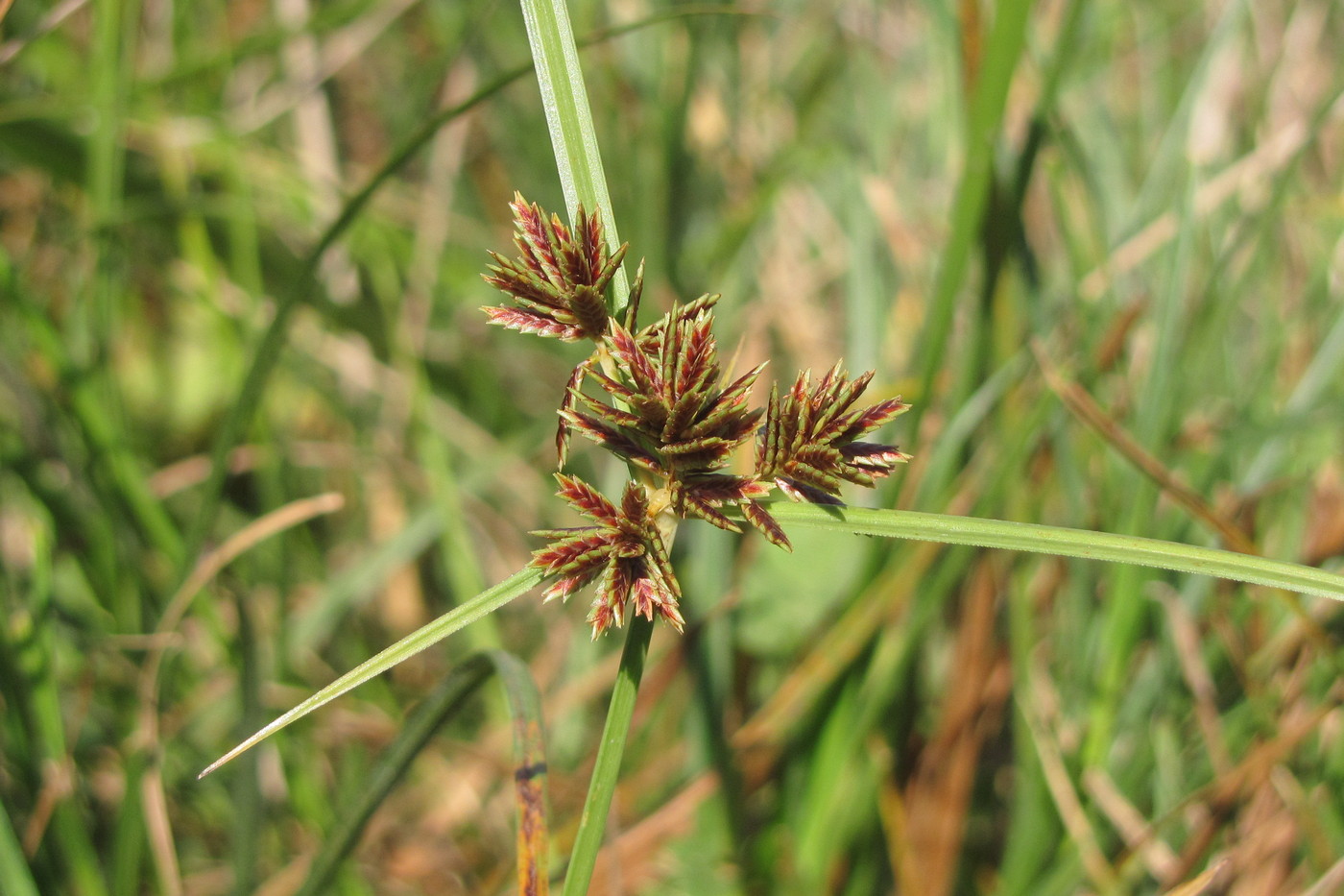 Изображение особи Cyperus glaber.