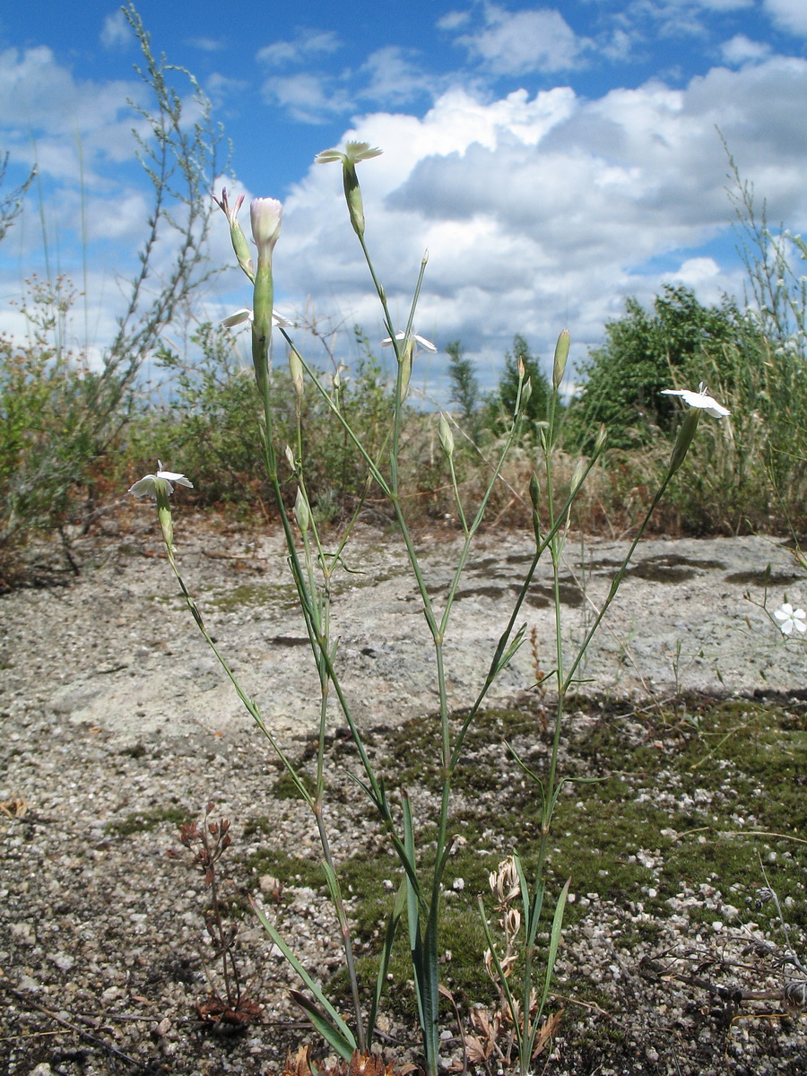 Image of Dianthus ramosissimus specimen.