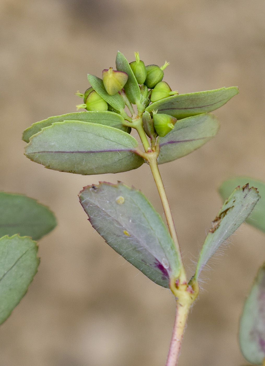 Image of Euphorbia nutans specimen.