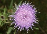 Cirsium vulgare. Соцветие (вид сверху). Узбекистан, Андижанская обл., Асакинский р-н, Асакинское лесное хозяйство, берег р. Аравансай. 12.07.2021.