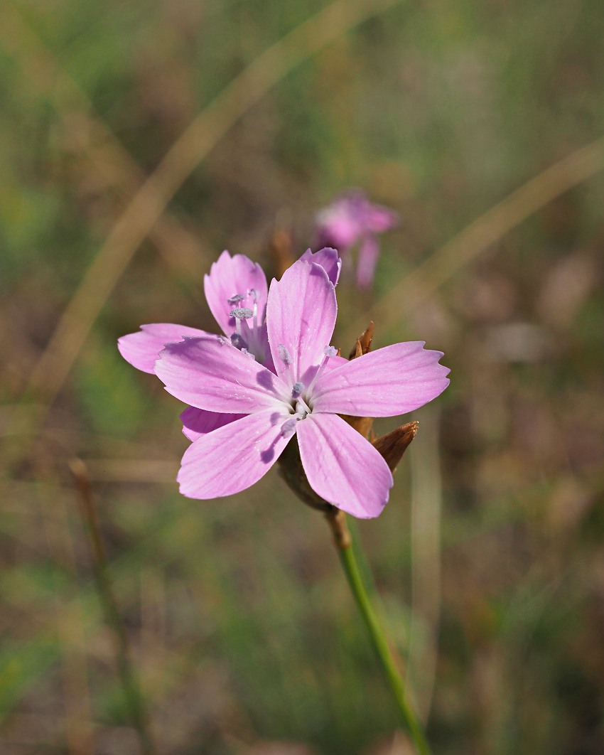 Image of genus Dianthus specimen.