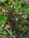 genus Euphrasia. Верхушка цветущего растения. Вологодская обл., Кирилловский р-н, побережье оз. Ильинское, у дороги. 12.07.2024.