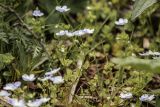 Veronica filiformis