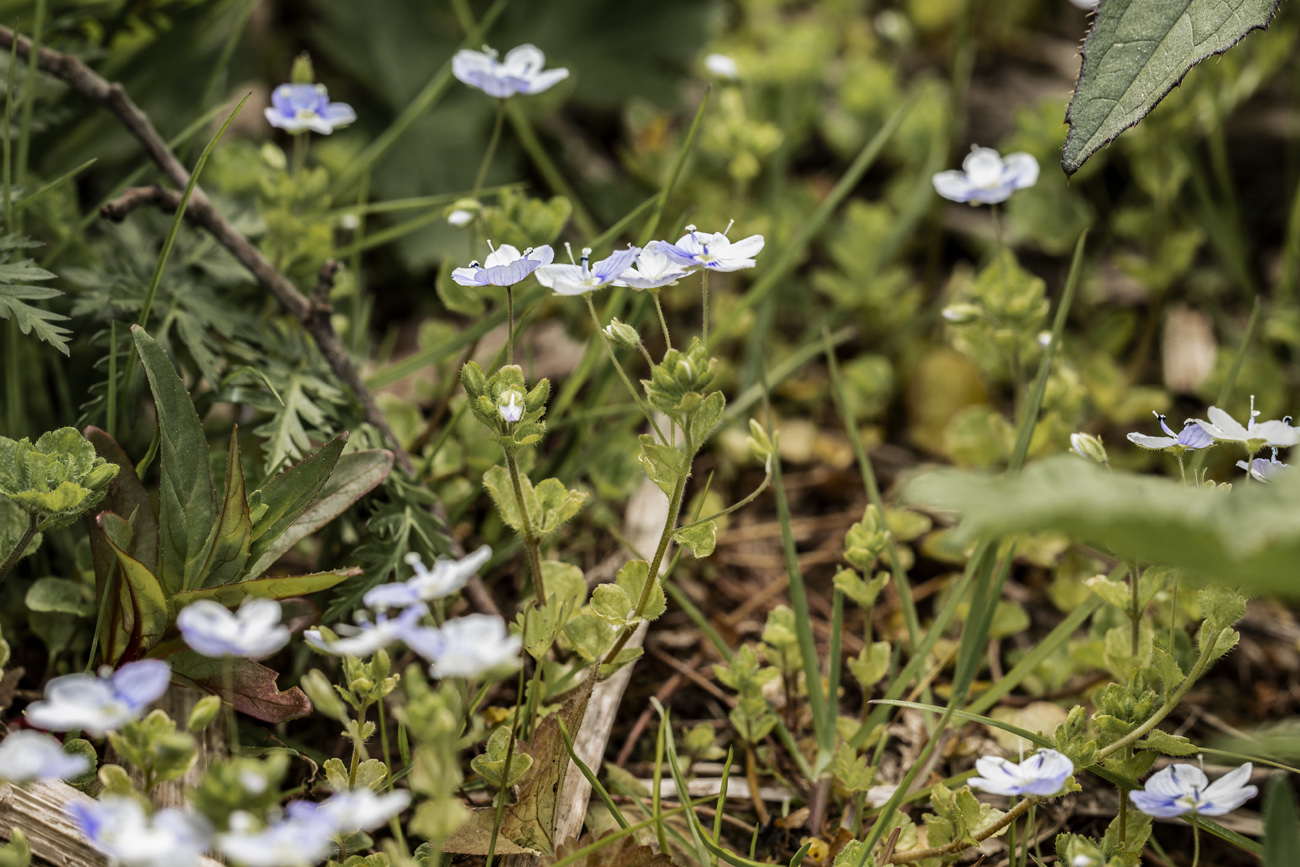 Изображение особи Veronica filiformis.