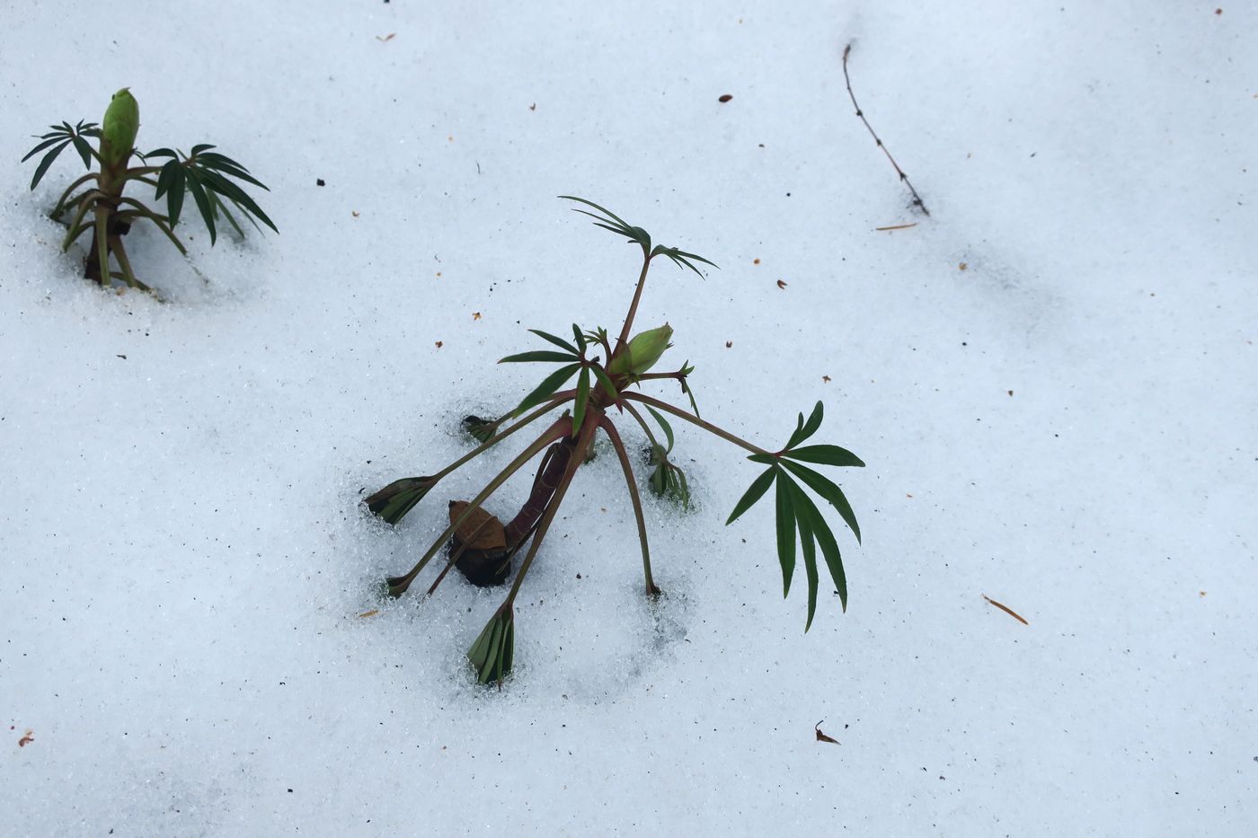 Изображение особи Helleborus foetidus.