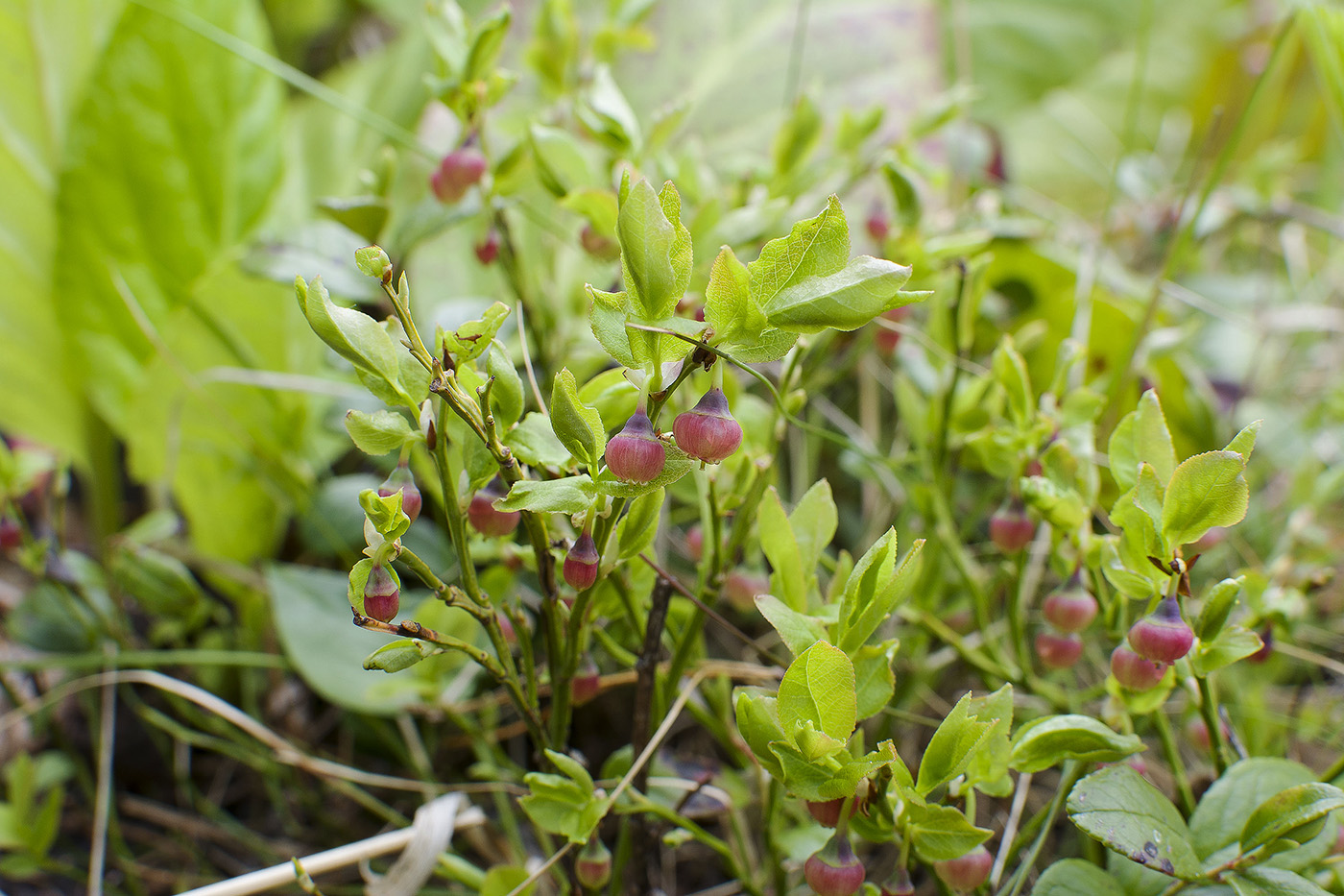 Изображение особи Vaccinium myrtillus.