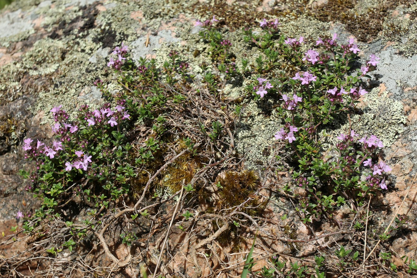 Image of Thymus serpyllum specimen.