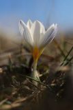 Crocus tauricus. Цветущее растение. Крым, Севастополь, Байдарская дол., гора Мачу. 01.02.2025.