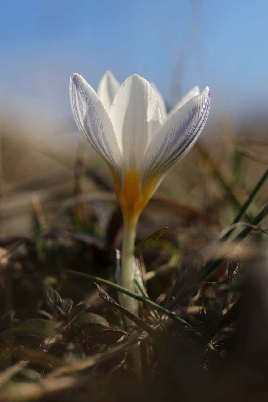 Image of Crocus tauricus specimen.