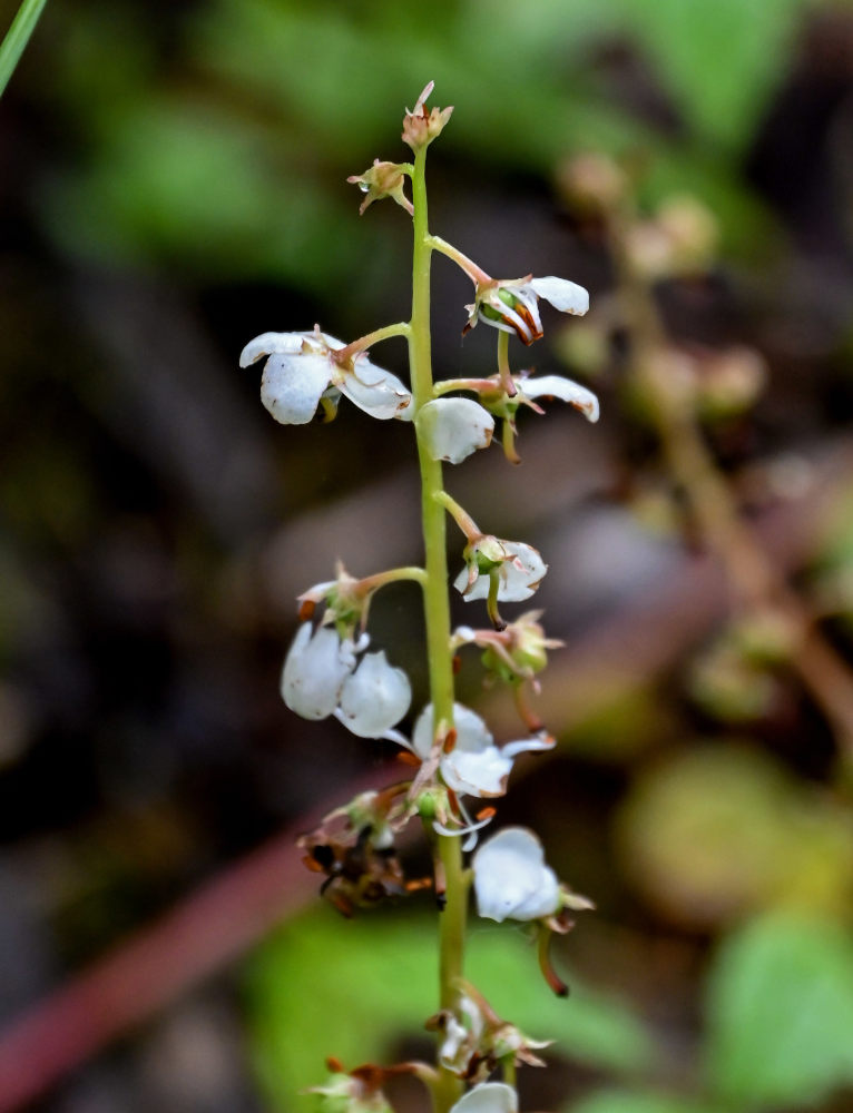 Изображение особи Pyrola rotundifolia.