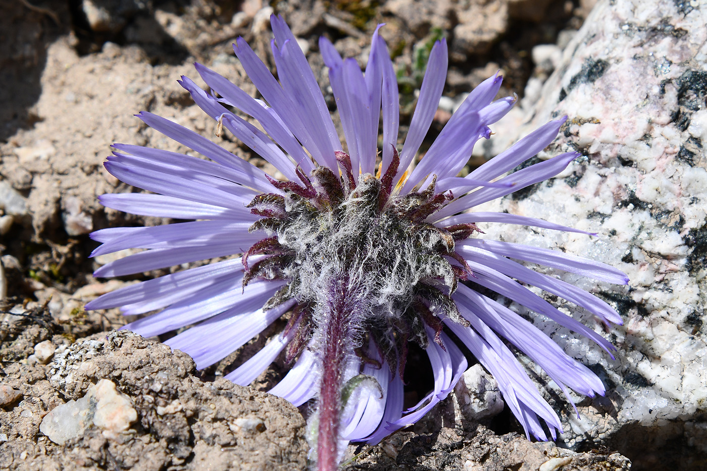 Изображение особи Erigeron heterochaeta.