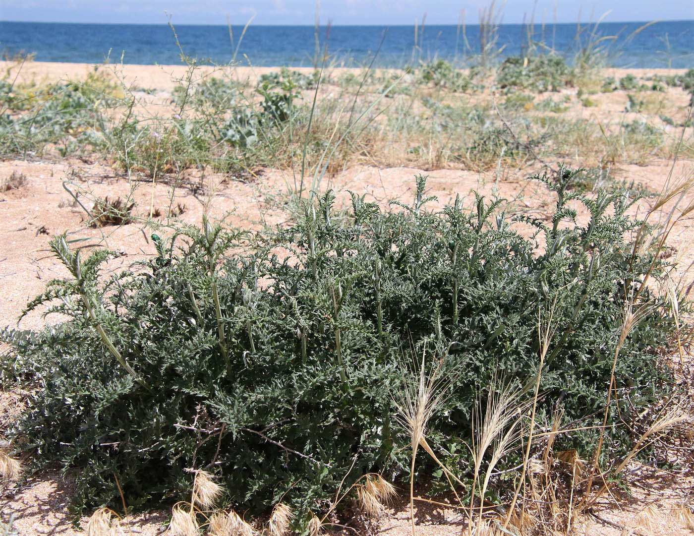 Image of genus Echinops specimen.