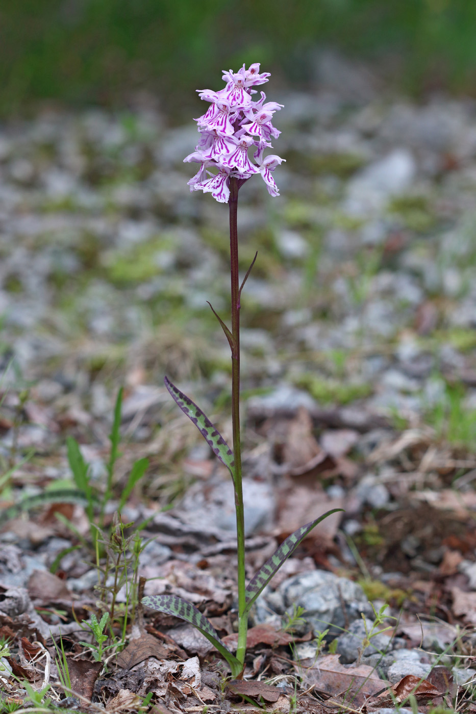 Image of Dactylorhiza psychrophila specimen.