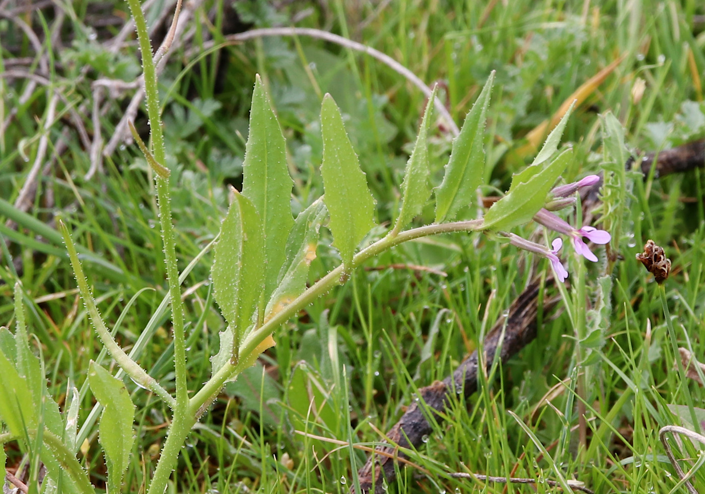 Image of Chorispora tenella specimen.