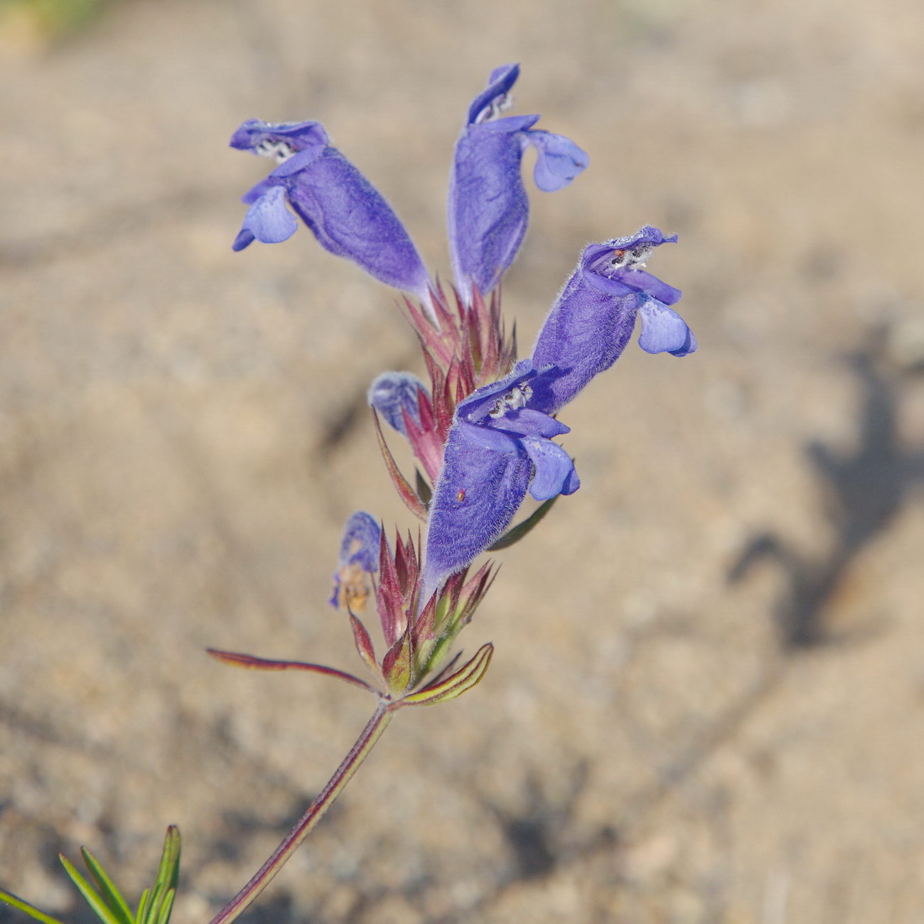 Image of Dracocephalum charkeviczii specimen.