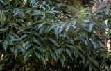 View full-size image Cinnamomum chekiangense