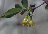View full-size image Lonicera edulis