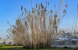 View full-size image Arundo donax