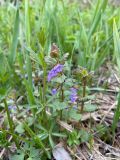 Смотреть изображение Glechoma hederacea