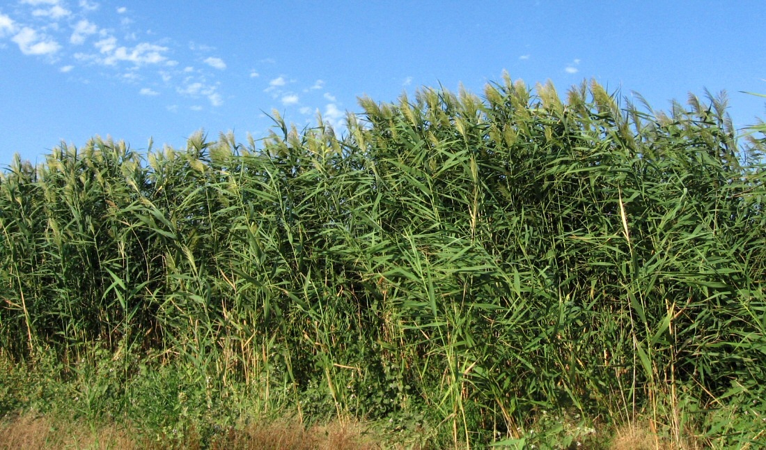 Изображение особи Phragmites altissimus.