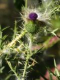 Смотреть изображение Cirsium vulgare