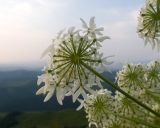 View full-size image Heracleum ponticum
