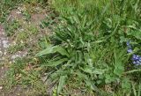 View full-size image Plantago atrata