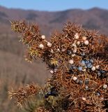 Juniperus rigida. Ветвь с шишкоягодами зимой. Южное Приморье, Сихотэ-Алинь, Лазовский заповедник, бух. Угловая. 07.01.2009.