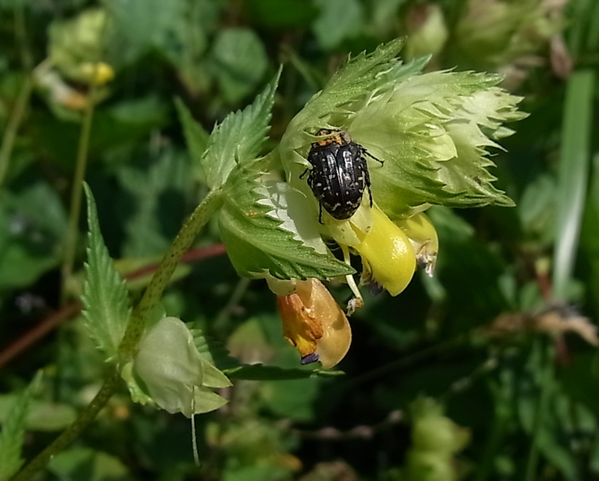 Изображение особи Rhinanthus glacialis ssp. subalpinus.