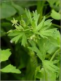 Geranium pusillum