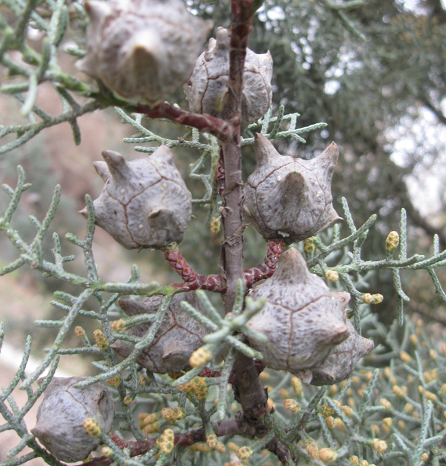 Image of Cupressus arizonica specimen.