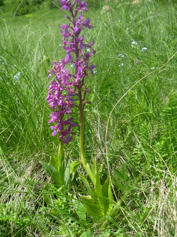 Image of Orchis mascula specimen.