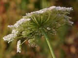 Daucus carota. Соцветие, видны листочки обертки и оберточек. Южный берег Крыма, лес возле Понизовки. 3 июля 2011 г.