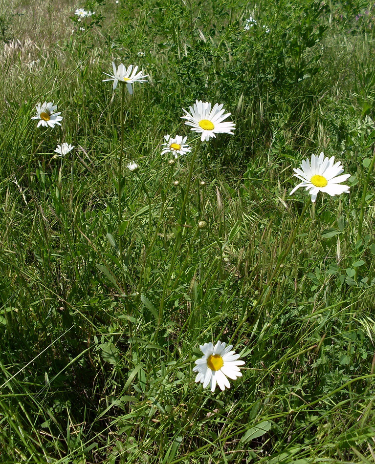 Image of Leucanthemum vulgare specimen.