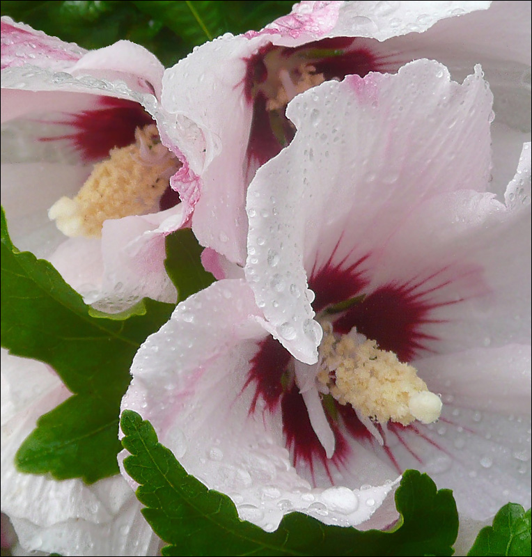 Image of Hibiscus syriacus specimen.