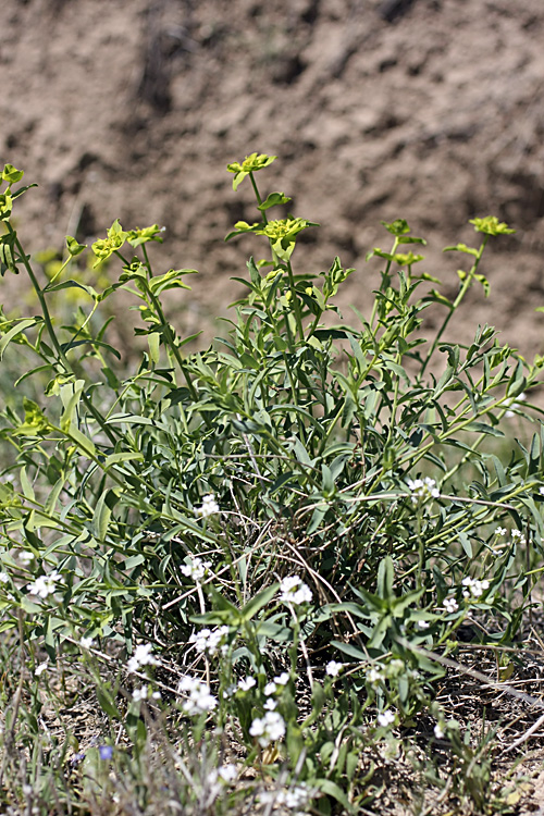 Изображение особи род Euphorbia.