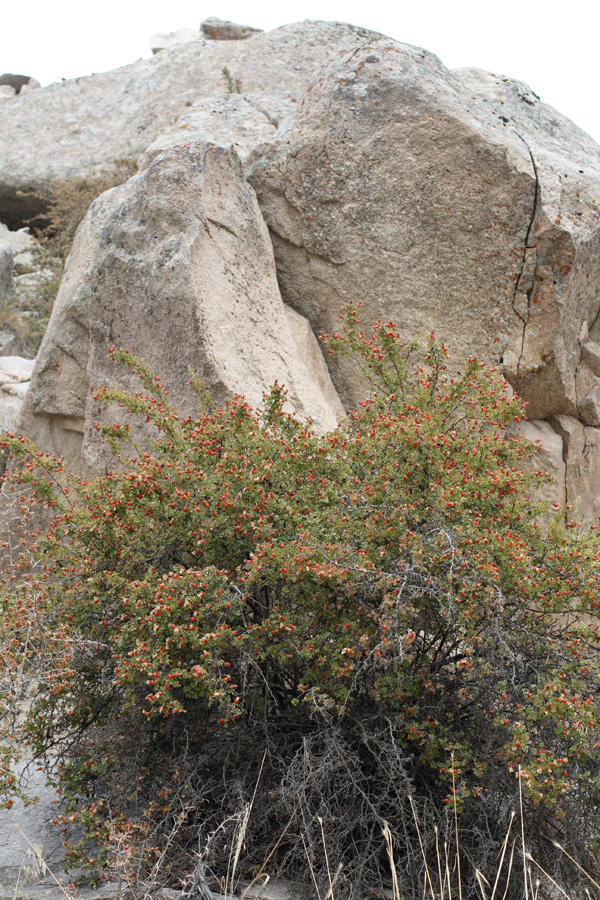 Image of Rosa maracandica specimen.